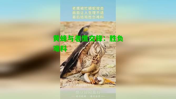黄蜂与老鹰交锋：胜负难料